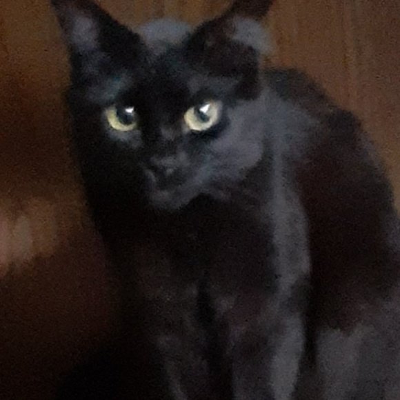 DISCLOSURES !!  PLEASE READ BEFORE PURCHASE... - Picture 3 of 3